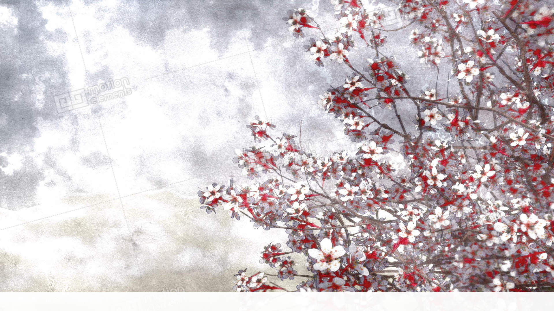 1920x1080 Sakura Cherry Blossom Watercolor Background Stock Animation 11364966
