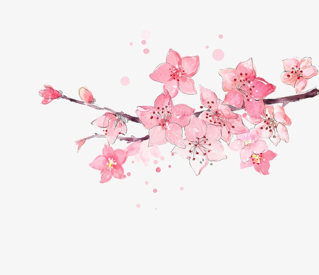 650x560 Watercolor Cherry, Cherry Blossoms, Pink, Watercolor Png And Psd