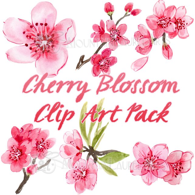642x642 Cherry Blossom Watercolor Clip Art Scrapbooking Painting Etsy