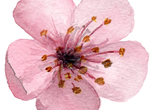 580x386 Cherry Blossom Clipart Chery