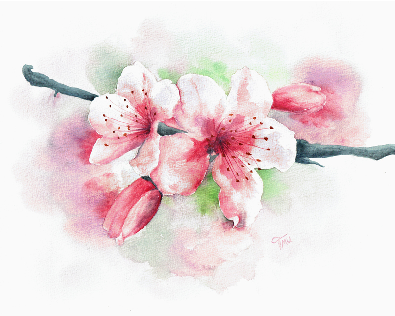 800x640 Cherry Blossoms [Watercolor] Tmu Creative Works Art By Tanja