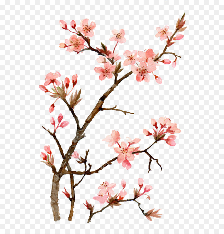 900x940 Cherry Blossom Watercolor Painting Drawing