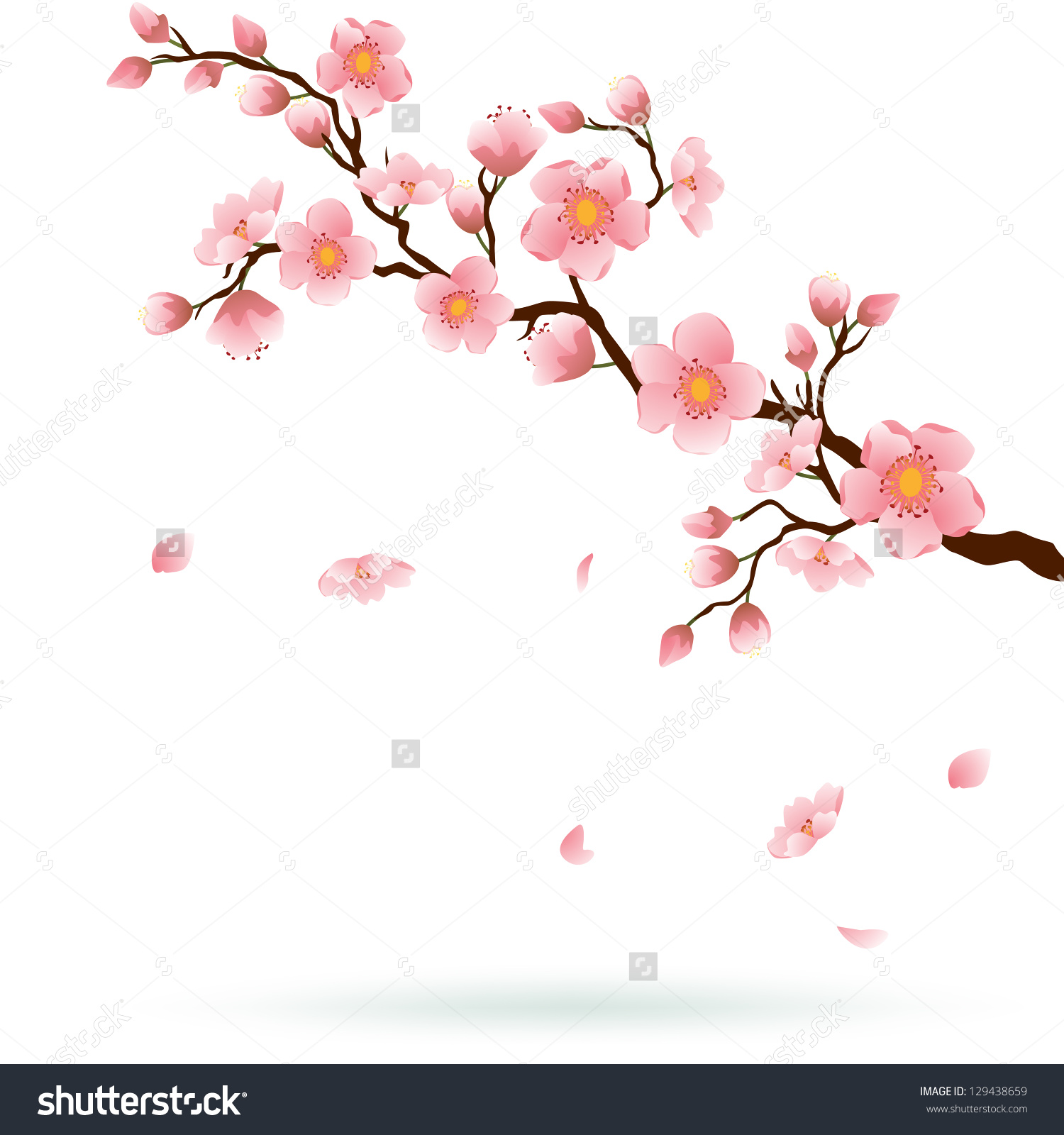 1500x1600 Cherry Blossom Clipart Watercolor