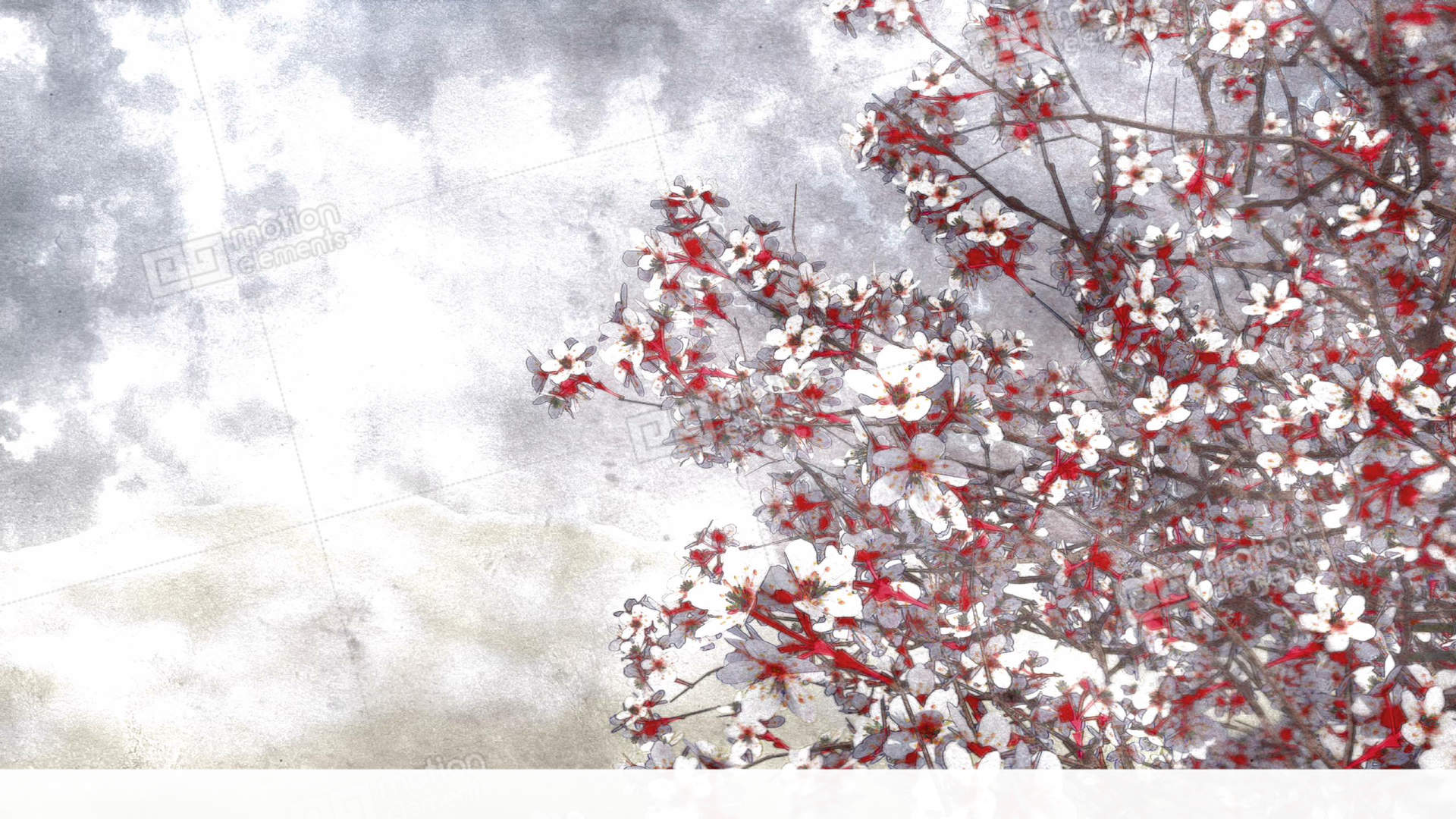 1920x1080 Blooming Sakura Cherry Watercolor Art Style Stock Animation 11364970