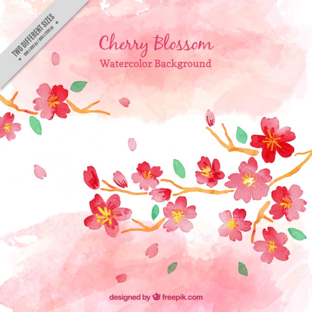 626x626 Watercolor Cherry Blossom Background Vector Free Download
