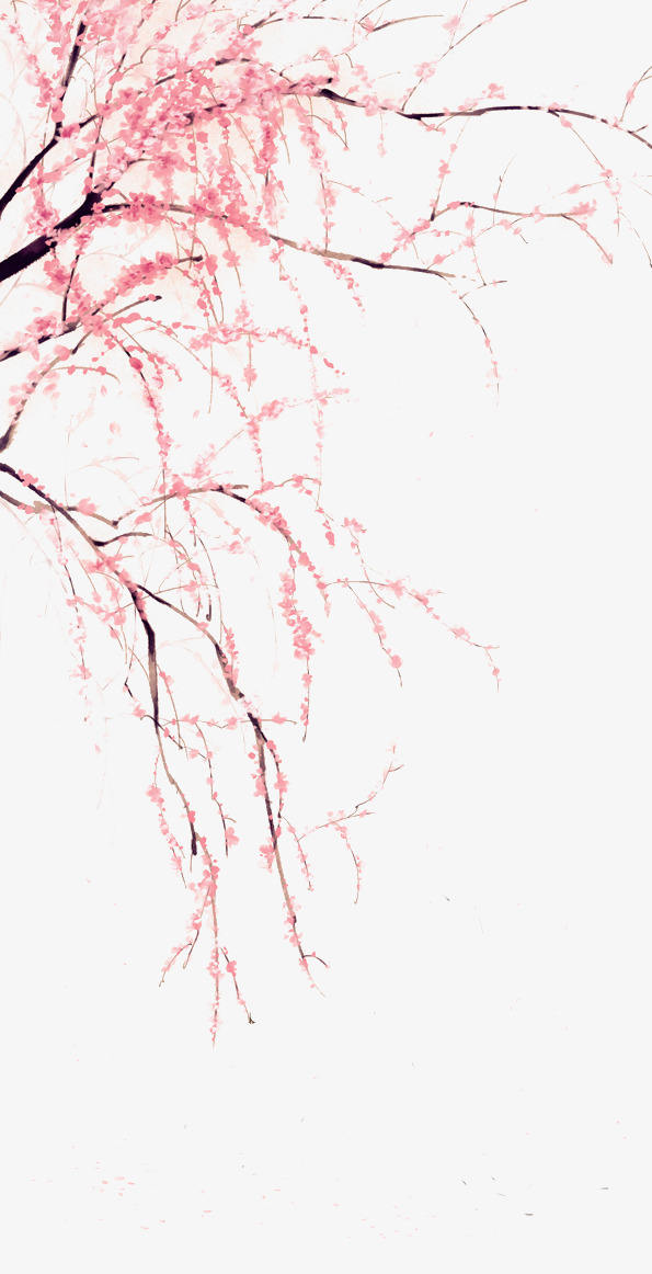 595x1162 Hand Painted Cherry Material, Cherry Blossoms, Red Cherry Blossoms