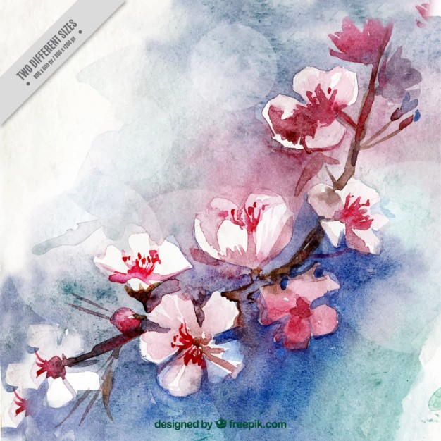 626x626 Watercolor Cherry Blossoms Background Vector Free Download