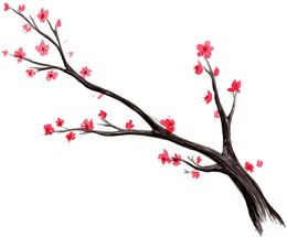 260x215 Download Japanese Cherry Blossom Tree Watercolor Clipart Cherry