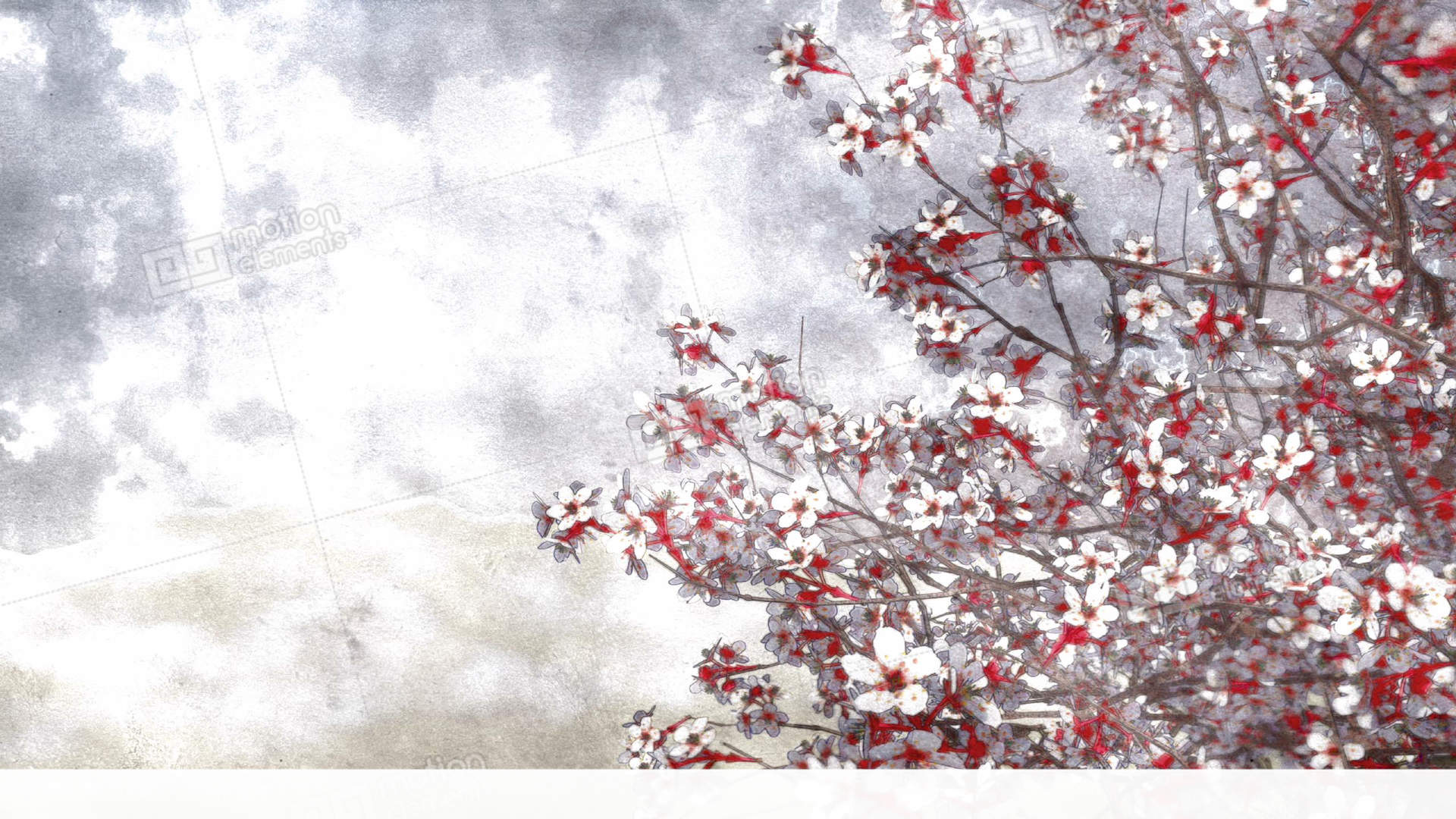 1920x1080 Sakura Cherry Blossom Watercolor Background Stock Animation 11364966