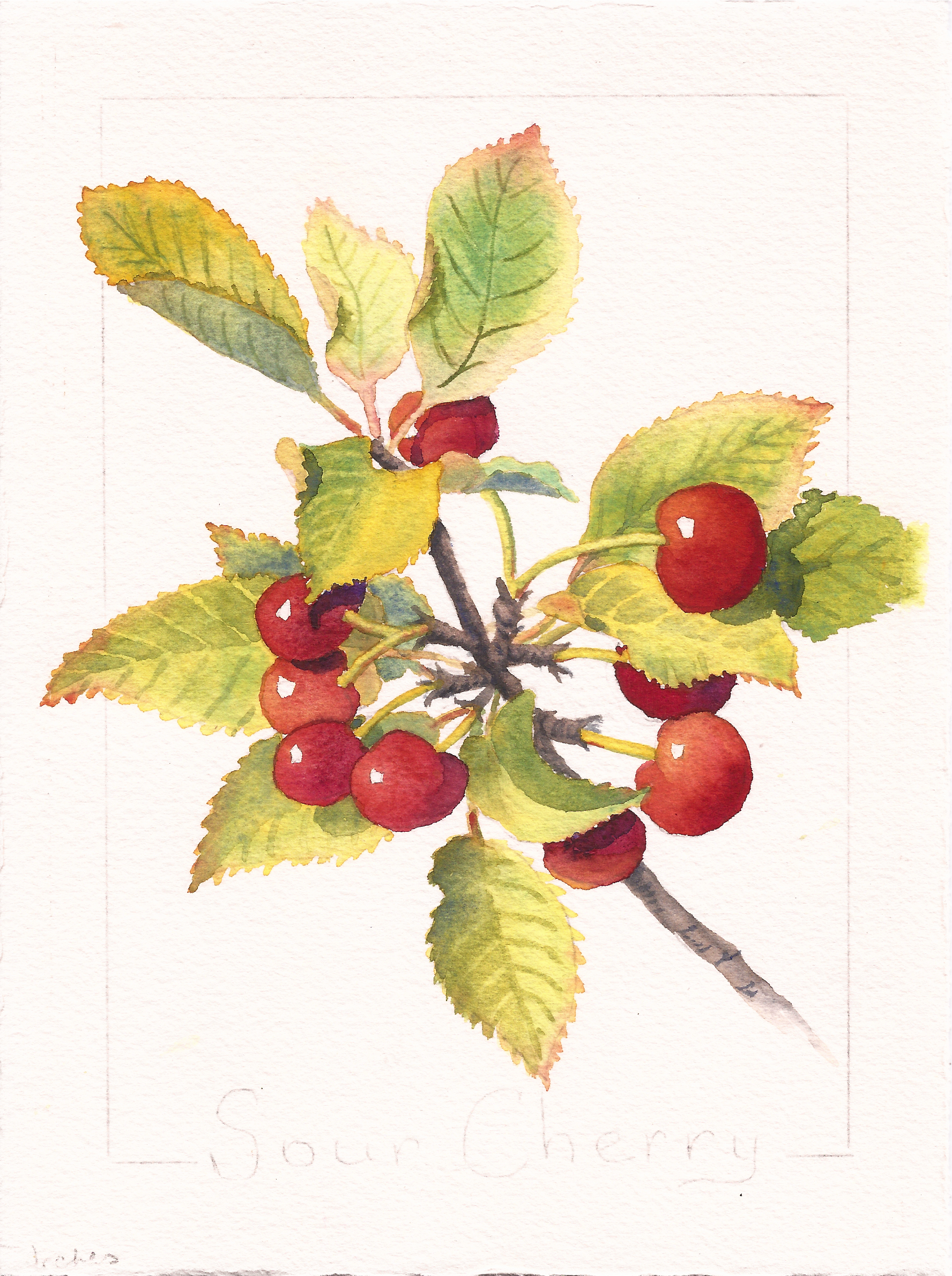 1776x2381 Cherries Ruth Bailey, Artist