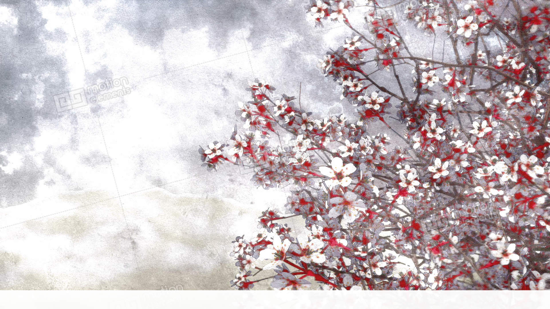 1920x1080 Blooming Sakura Cherry Watercolor Art Style Stock Animation 11364970