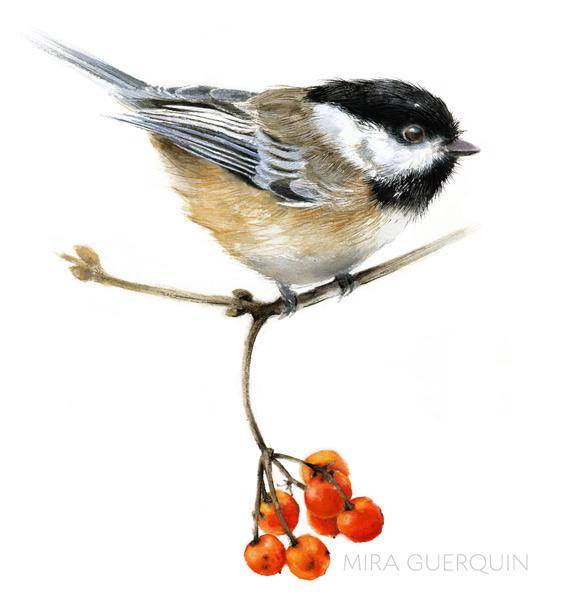 570x600 Chickadee Watercolor