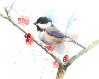 340x270 Chickadee Watercolor Etsy