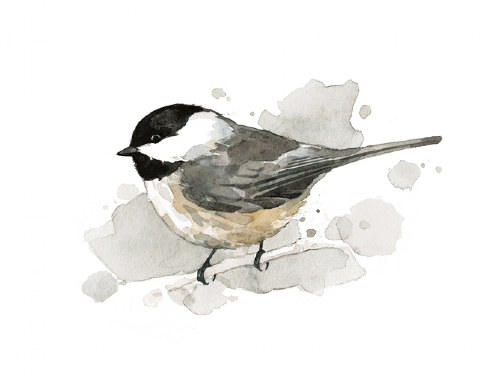 1600x1197 Chickadee Watercolor Print