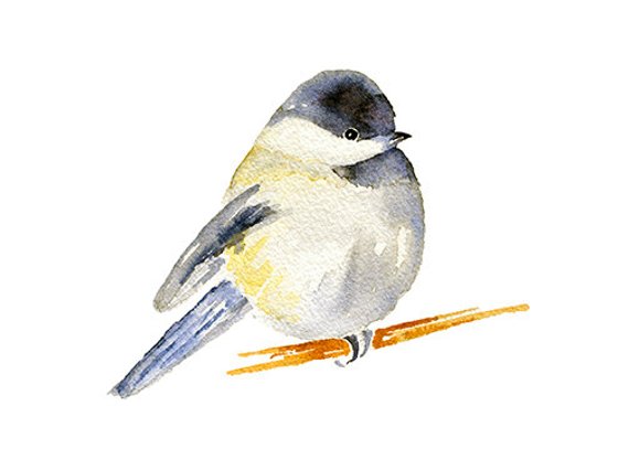 570x407 Chubby Chickadee Watercolor Clipart Painting Chickadee Print Etsy