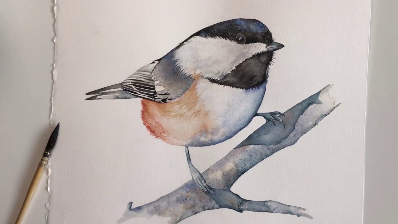 1280x720 Paint A Chickadee In Watercolour