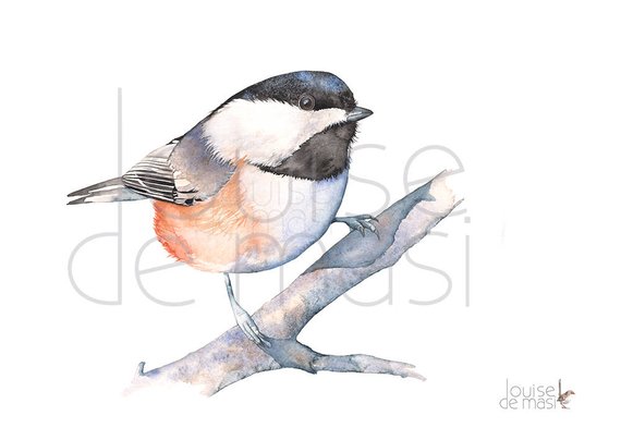570x404 Chickadee Print Of Watercolor Painting C20717 A4 Size Print Etsy