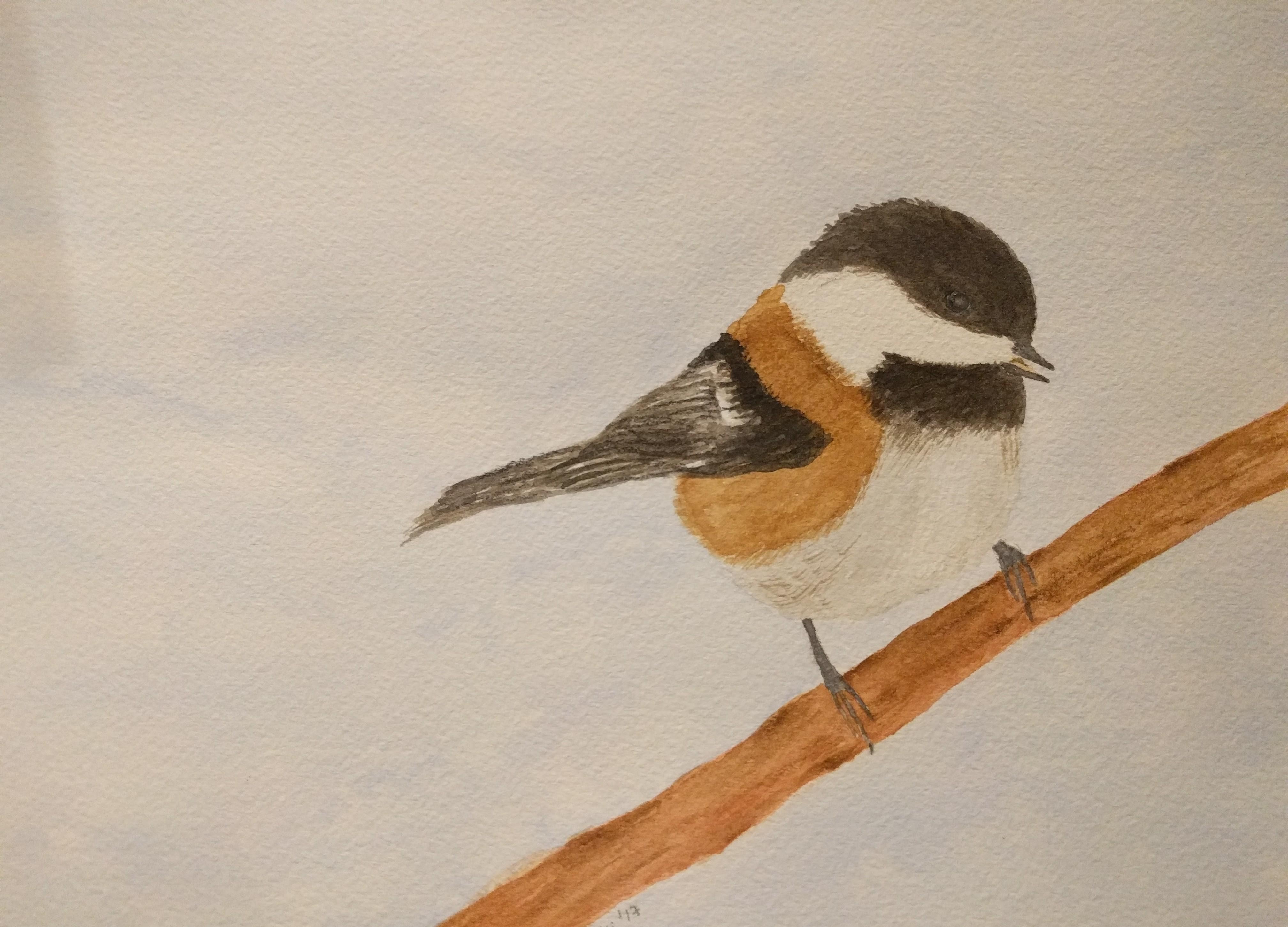 4032x2902 My First Watercolor Painting! Chestnut Backed Chickadee. Wings Are