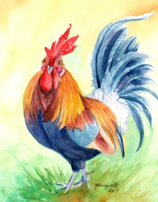 600x765 Rooster Original Watercolor Painting, Chickens Roosters, Chicken