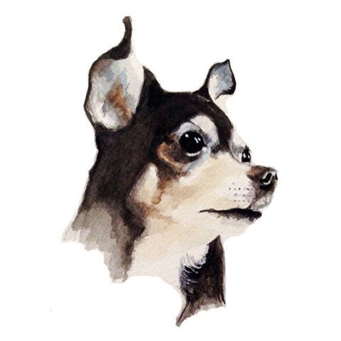 480x480 Petportrait
