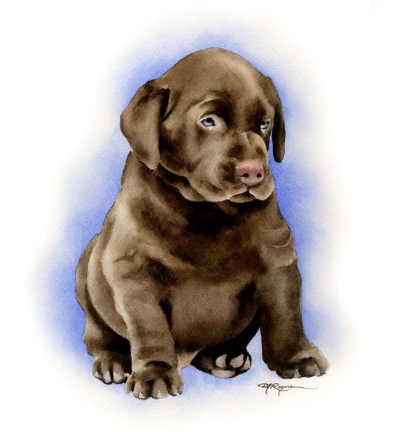 570x617 Chocolate Lab Puppy Labrador Retriever Art Print By Watercolor Etsy