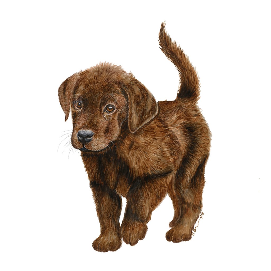 1024x1024 Chocolate Labrador Portrait Dog Animal Art Tiny Toes Design