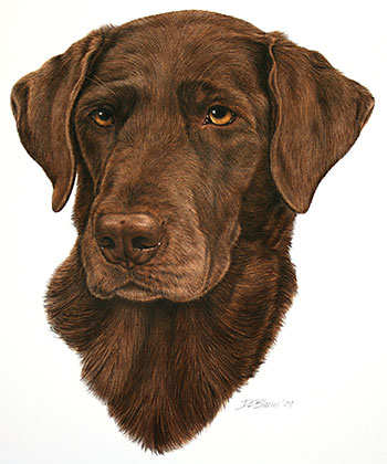 350x420 Chocolate Labrador Retriever Portrait Mungo Works