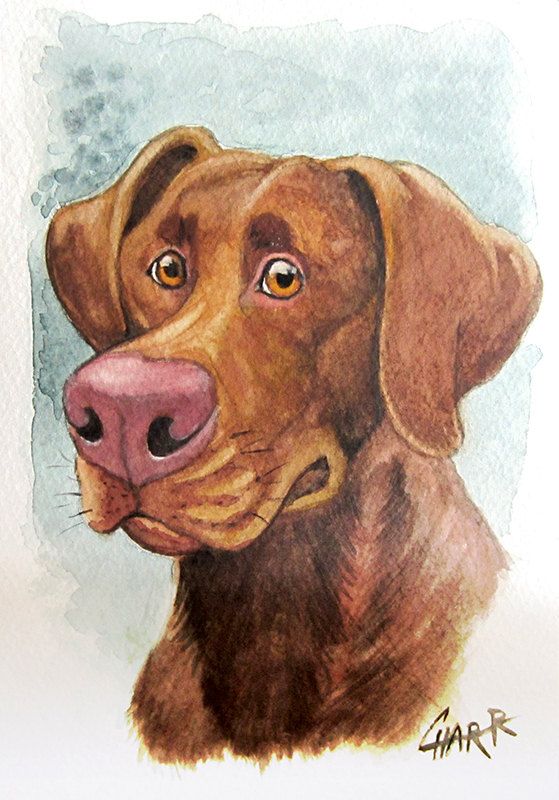 559x800 Original Chocolate Lab Watercolor Painting Labrador Retriever