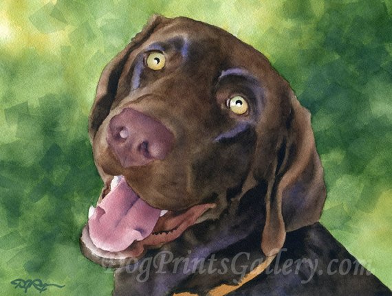 570x431 Chocolate Lab Art Print By Watercolor Artist Dj Rogers Etsy