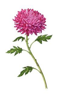 205x306 Watercolor By Carrie Di Costanzo Watercolor