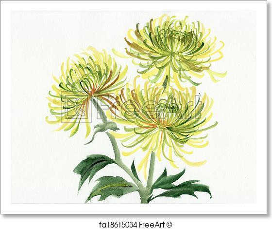560x470 Free Art Print Of Yellow And Green Chrysanthemum. Watercolor
