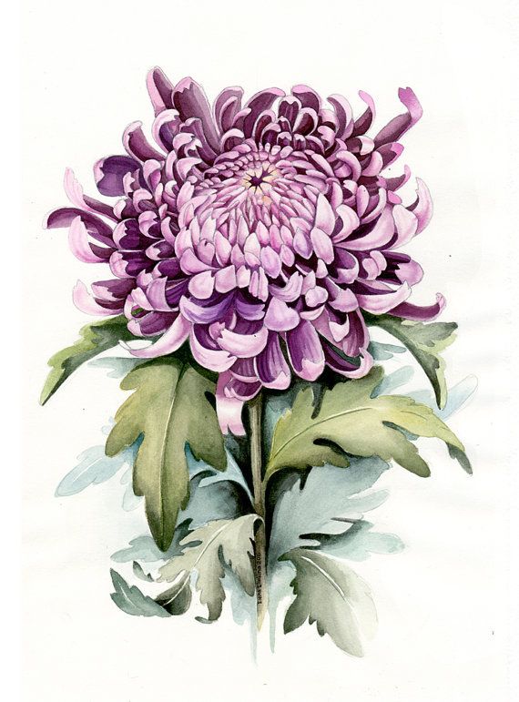 570x771 Alchemical Peony. Art Print Mostly Botanicals