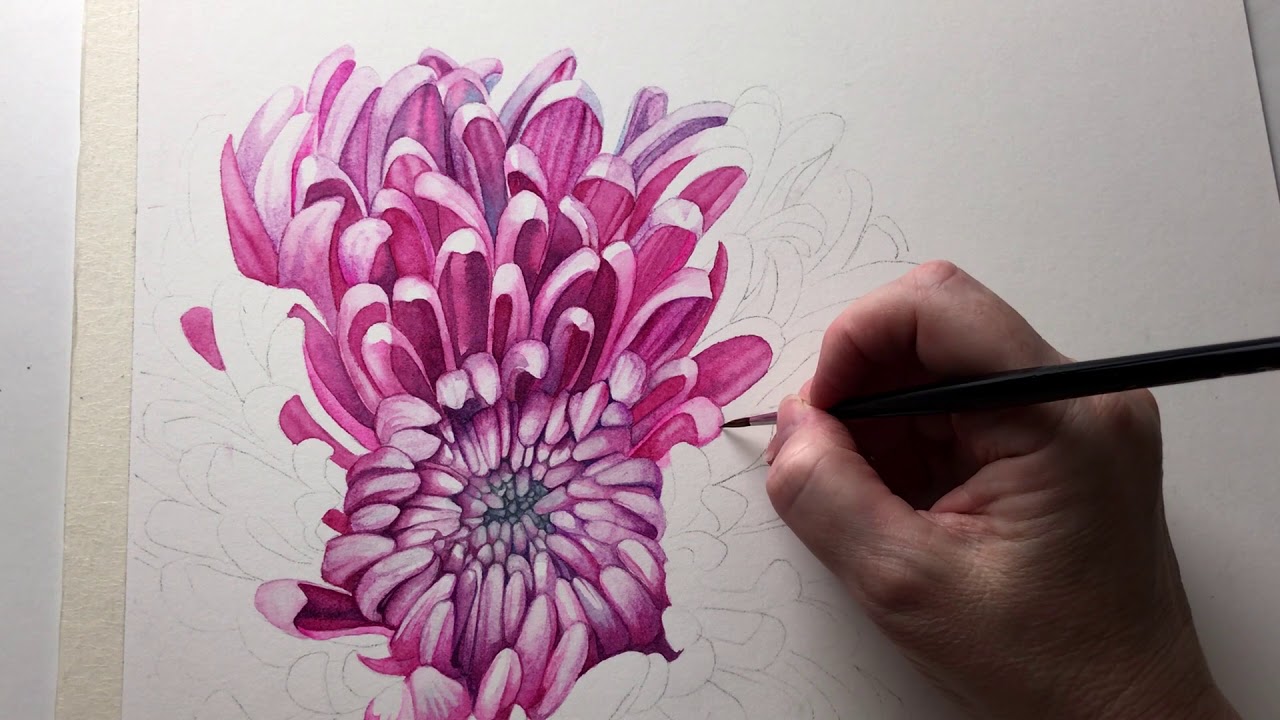1280x720 Pink Chrysanthemum In Watercolor