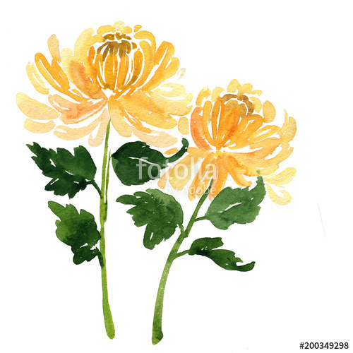 500x500 Two Sketch Watercolor Yellow Chrysanthemum Flowers Stock Photo