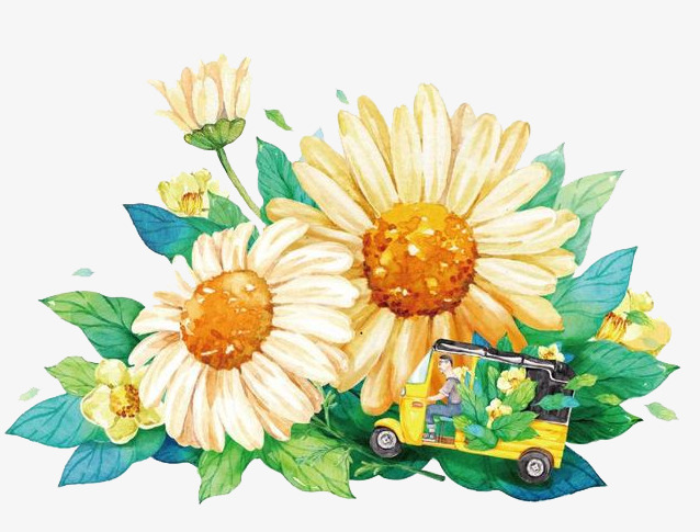 638x485 Watercolor Chrysanthemum, Watercolor Clipart, Cartoon, Hand