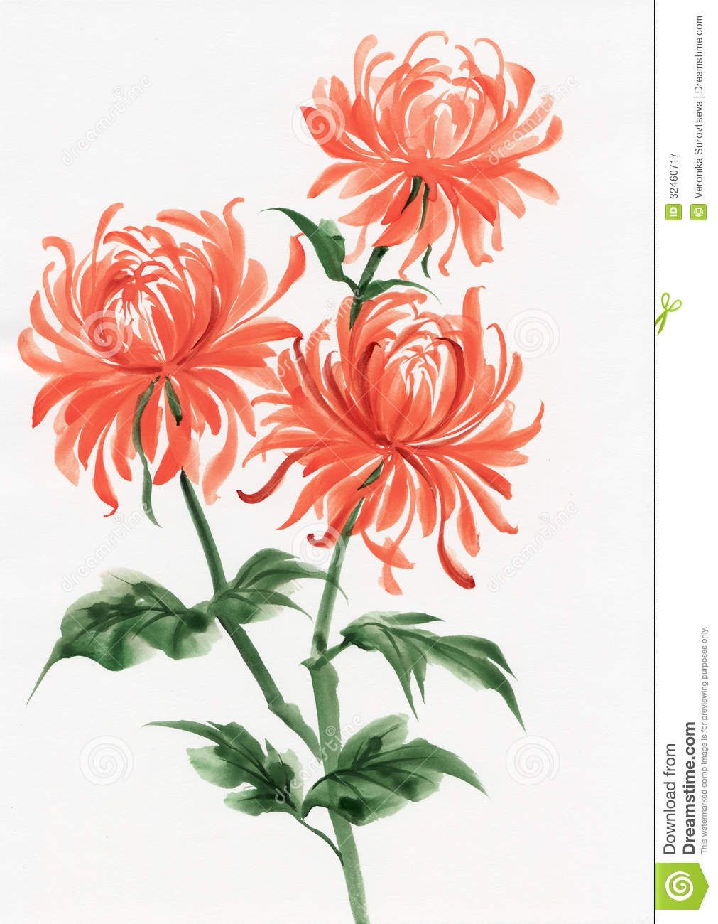 1011x1300 Asian Watercolor Watercolor Painting Of Chrysanthemum. Asian