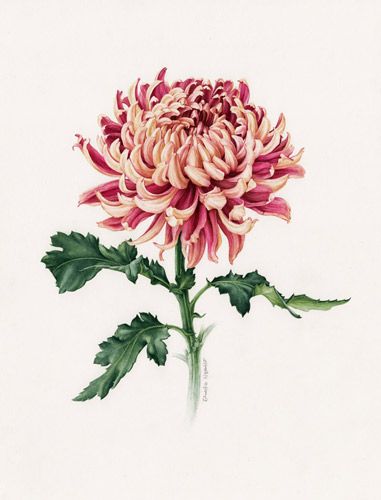 381x500 Josiahs Birth Flower Chrysanthemum Watercolor