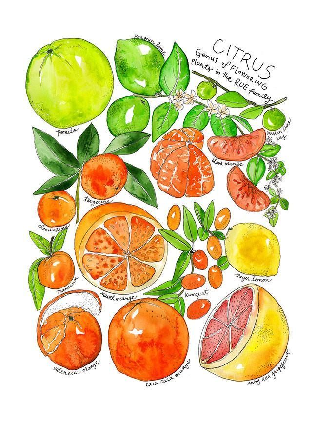 648x864 Produce Family Citrus Watercolor Print Art Color Wheels