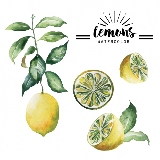 626x626 Watercolor Lemons Collection Vector Free Download