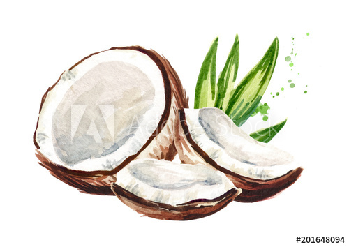 500x354 Cracked Coconut. Watercolor Hand Drawn Illustration, Isolated On