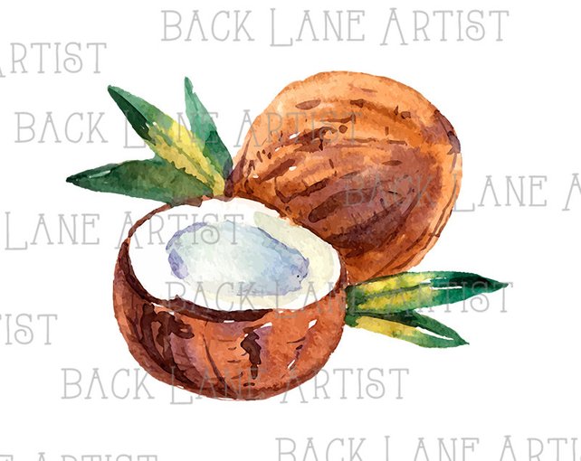 642x510 Fruits Coconut Watercolor Drawing Clipart Lineart Illustration Etsy