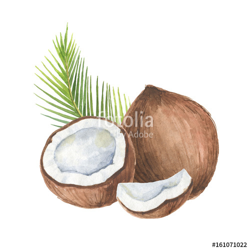 500x500 Watercolor Organic Composition Of Coconut And Palm Trees Isolated