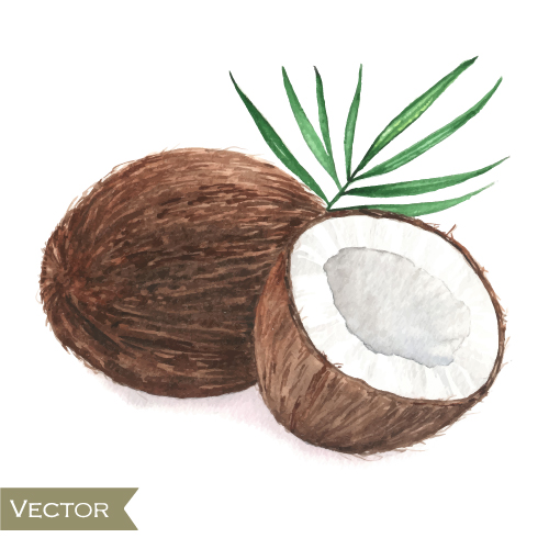 500x500 Coconut Watercolor Drawn Vector Free Download