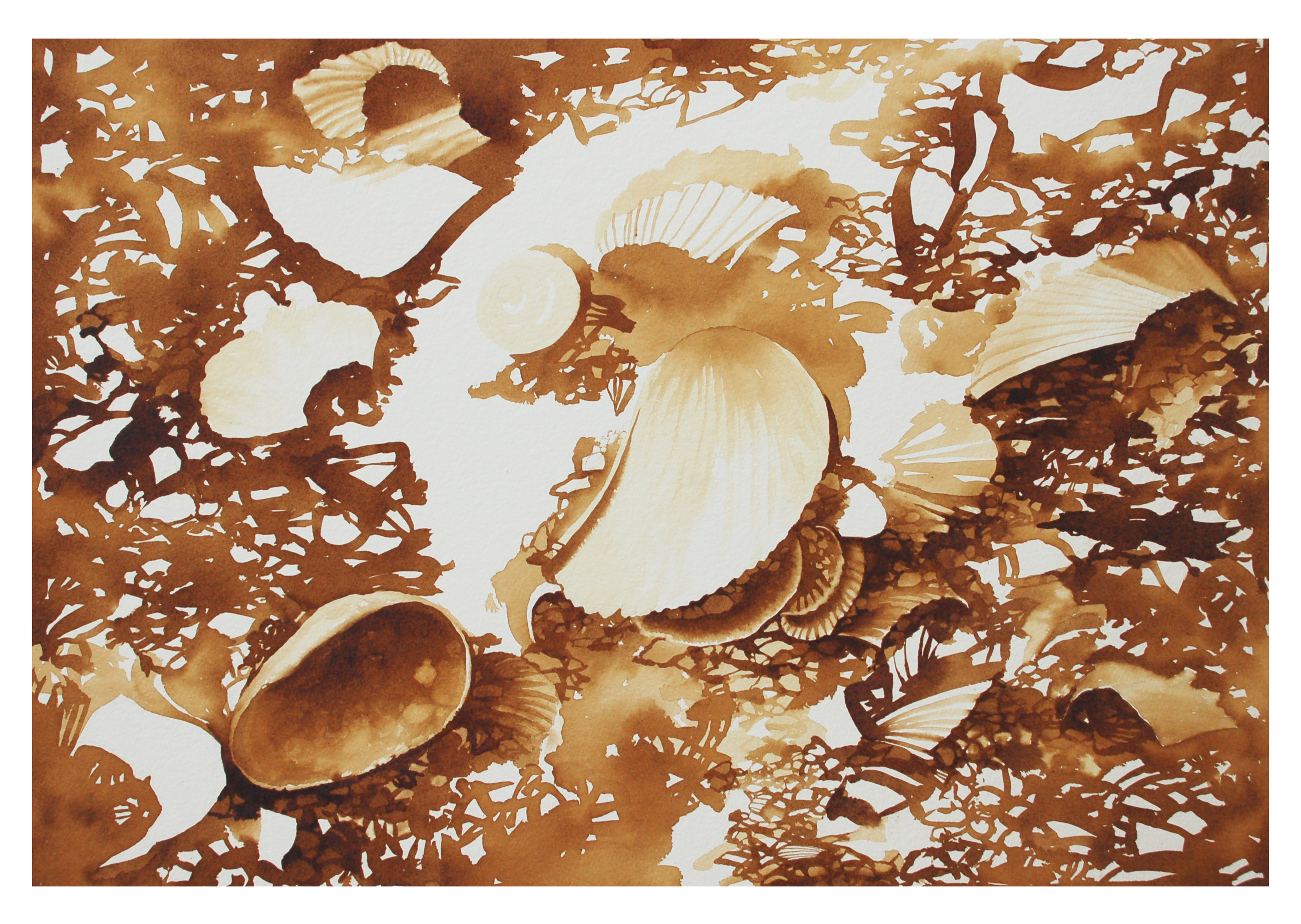 2598x1845 Aviles Coquina