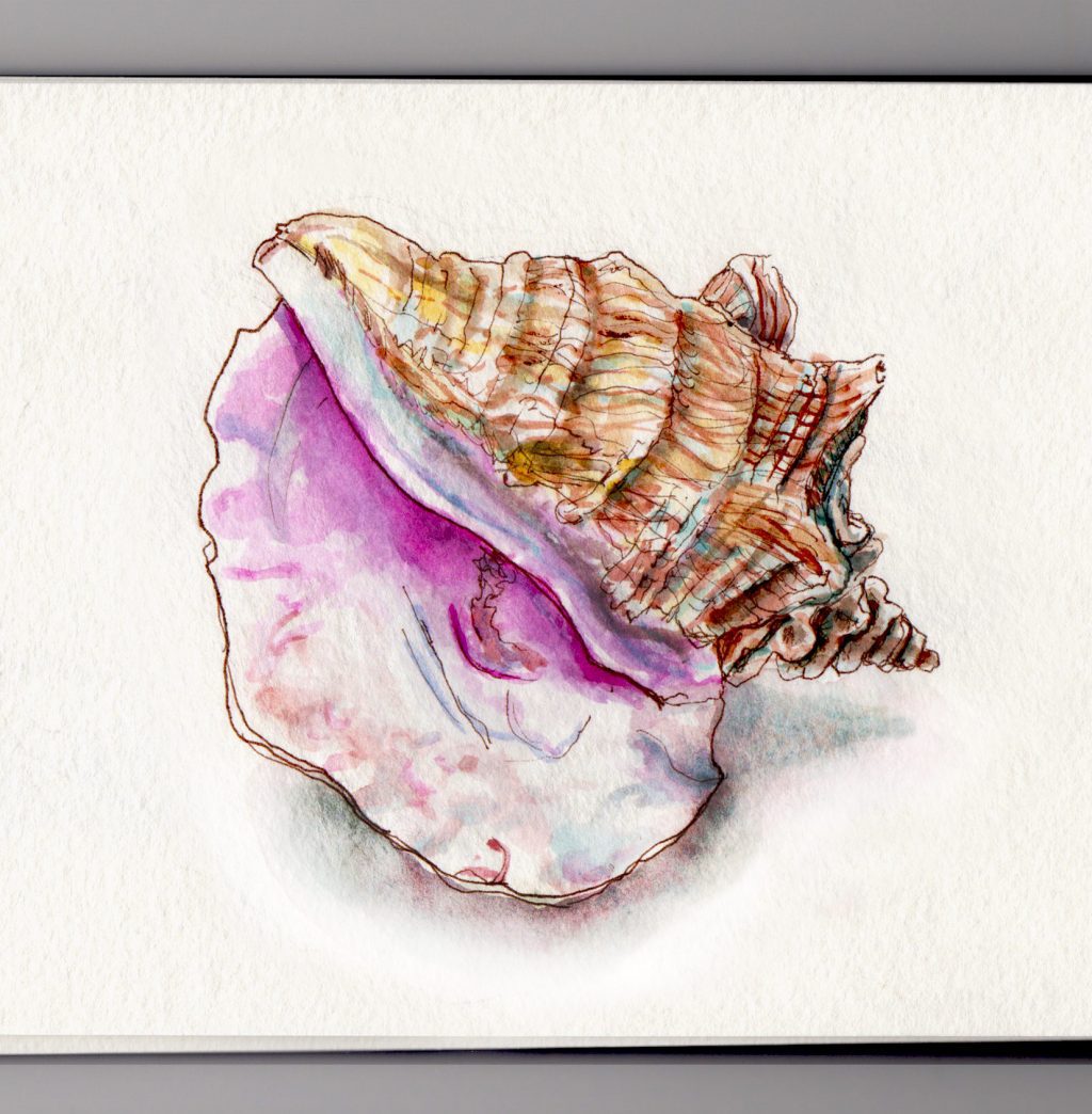 1024x1044 ~ Conch Shells And Ocean Dreams