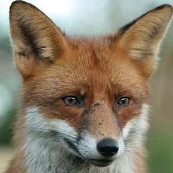 340x340 Photo To Watercolor Painting Converter