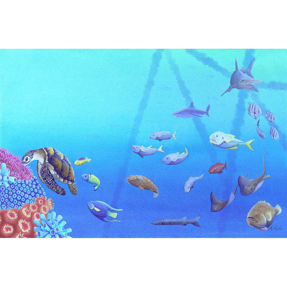 1000x1000 The Curious Wild Coral Reef