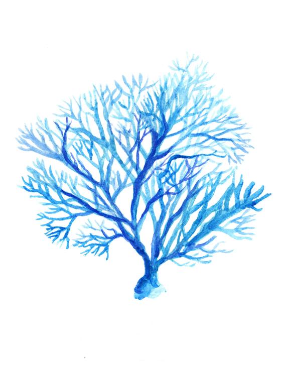 570x731 Coral Watercolor Painting Blue Coral Watercolor Art Sea Life Etsy