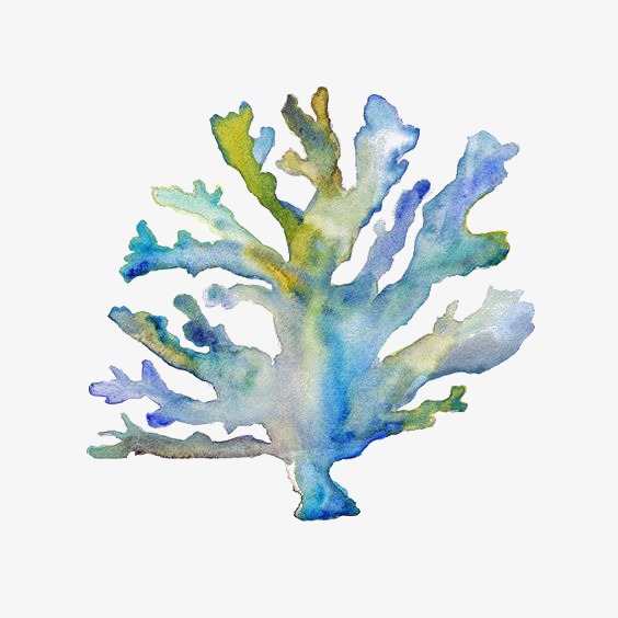 564x564 Coral, Coral Clipart, Hand Painted Coral, Watercolor Png Image And