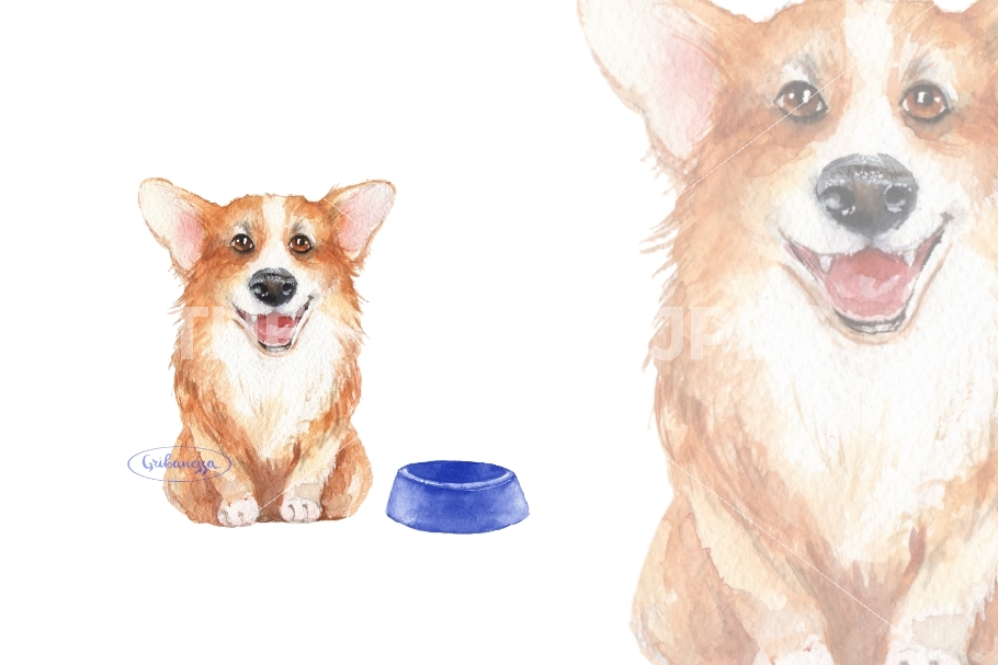 910x607 Corgi. Watercolor Sketch By Gribanessa